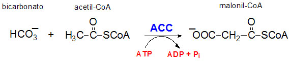 acetylcoacarboxylaserxn-sp