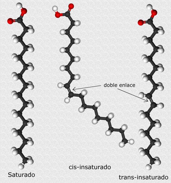 acidos-grasos-by-alejandro-porto-wikimedia-commons