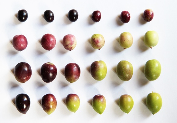 olives-2